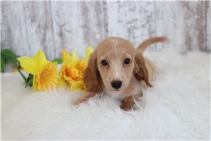 Vanessa - Mini Dachshund for sale