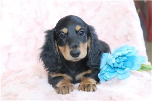 Jocko - Dachshund, Mini for sale