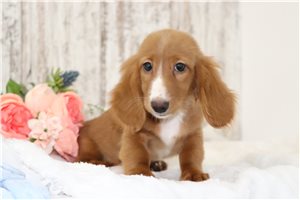 Cole - Dachshund, Mini for sale