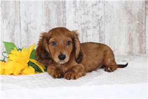 Timothy - Dachshund, Mini for sale