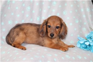 Nikon - puppy for sale