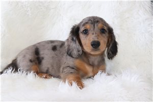 Judson - Dachshund, Tweenie, placed in Mansfield