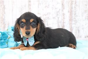 Jackson - puppy for sale