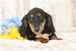 Gobi - Dachshund, Mini for sale