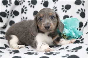 Dorrin - puppy for sale