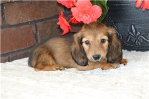 Whitney - puppy for sale
