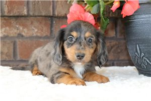 Vanessa - puppy for sale