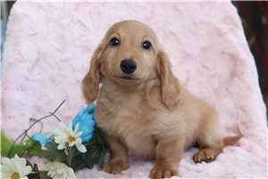 Lyndon - Dachshund, Mini for sale