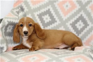 Cole - Dachshund, Mini for sale