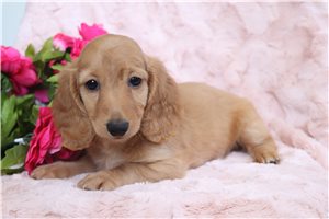Cammie - Dachshund, Mini for sale