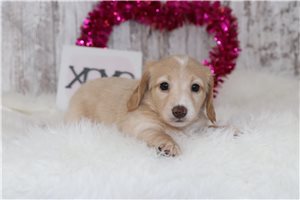 Tessa - Dachshund, Mini for sale