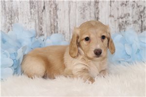 Brooke - puppy for sale