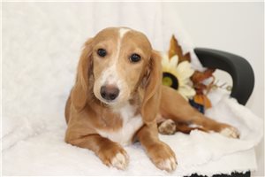 Alec - Dachshund, Mini for sale