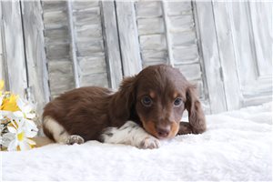 Olan - Dachshund, Mini for sale