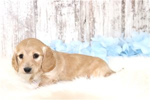 Bailey - puppy for sale