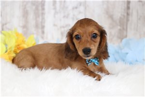 Kash - Dachshund, Mini for sale