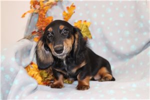 Gobi - Dachshund, Mini for sale