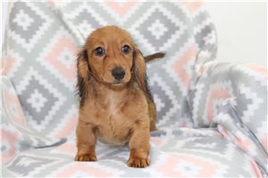 Allen - Dachshund, Mini for sale