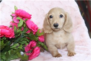 Bonnie - Dachshund, Mini for sale
