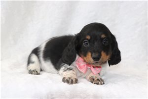 Mike - puppy for sale