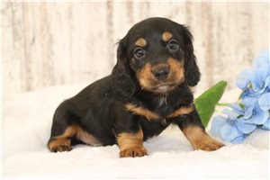 Harry - Dachshund, Mini for sale