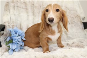 Alec - Dachshund, Mini for sale