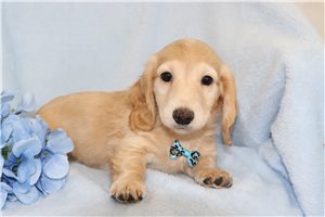 Nesbit - puppy for sale