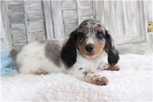 Halo - Mini Dachshund for sale