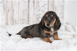 Miko - puppy for sale