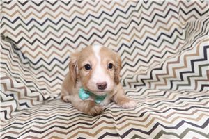Alec - puppy for sale