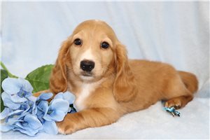 Olin - Dachshund, Mini for sale