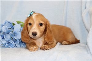 Floe - puppy for sale