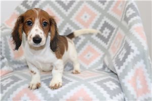 Walden - puppy for sale
