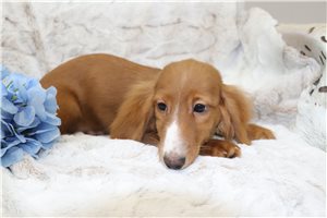 Cole - Dachshund, Mini for sale