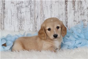 Brandon - puppy for sale