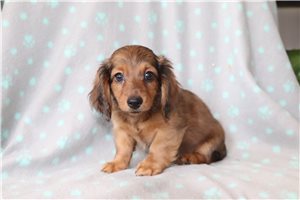 Micah - puppy for sale