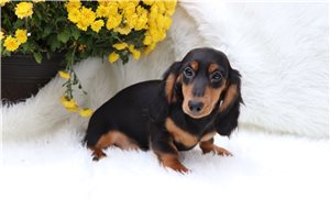 Lance - puppy for sale