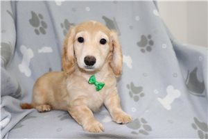 Nesbit - Dachshund, Mini for sale