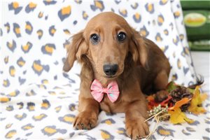 Layton - puppy for sale