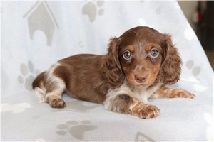 Wisteria - puppy for sale