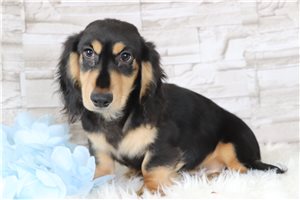 Kowen - Dachshund, Mini for sale