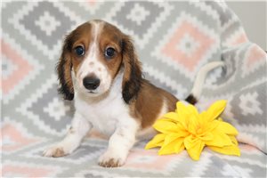 Walden - puppy for sale