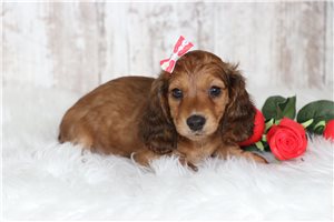 Anna - Dachshund, Mini for sale