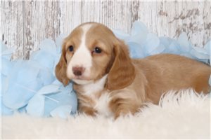 Bella - puppy for sale