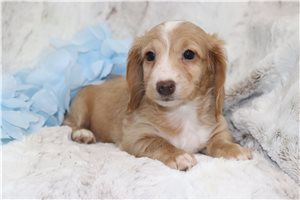 Alec - Dachshund, Mini for sale