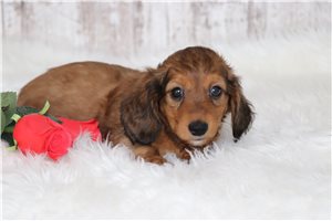 Leader - puppy for sale