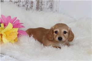 Karina - Dachshund, Tweenie for sale