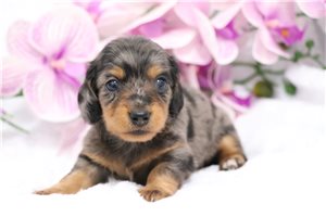 Breeze - puppy for sale