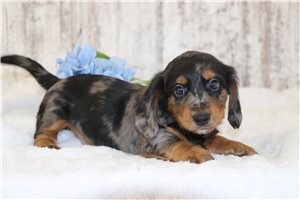 Indigo - puppy for sale
