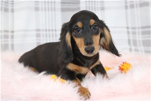 Java - puppy for sale